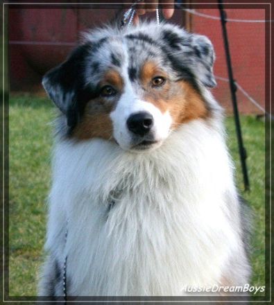 Thunderbays Going For Revenge