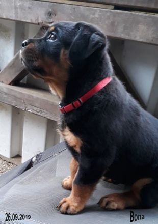 vom Segeberger Forst