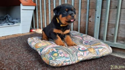 vom Segeberger Forst