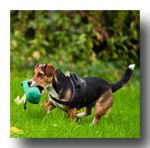 Hundeschule Dog Trainer Mobil Leverkusen