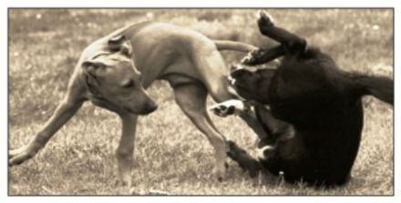 Mobile Hundeschule Hegau