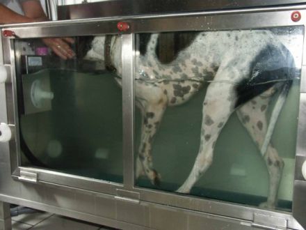 Praxis für Hundephysiotherapie, Ausbildungszentrum