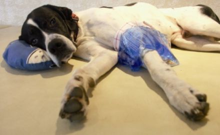 Praxis für Hundephysiotherapie, Ausbildungszentrum