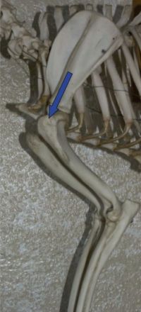 Praxis für Hundephysiotherapie, Ausbildungszentrum