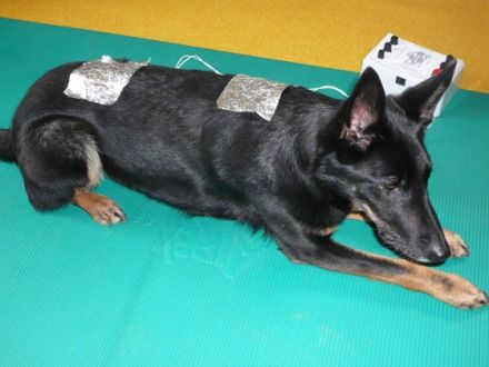 Praxis für Hundephysiotherapie, Ausbildungszentrum