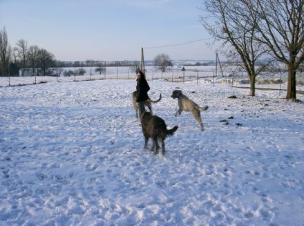 Hundeschule- pension Maier