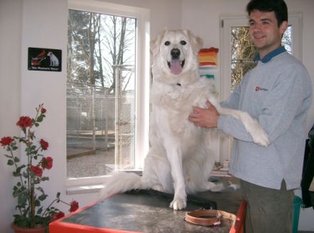 Hundeschule- pension Maier