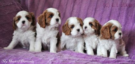 My Heart of Diamonds