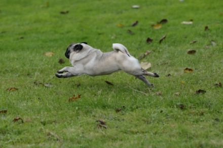 Jennys Mobile Hundeschule