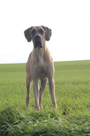 Jennys Mobile Hundeschule