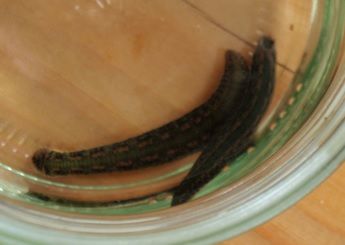 Mobile Tierheilpraxis / Tierbedarf Daniela Tornow