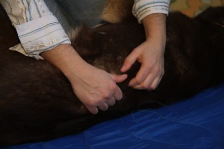 Canis Musculi Hundephysiotherapie Silvia Di Jorio