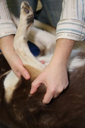 Canis Musculi Hundephysiotherapie Silvia Di Jorio