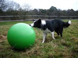 Hundeschule HundeArt