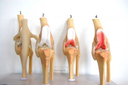 Tierphysiotherapie & Tierthermographie Dr. Häusler