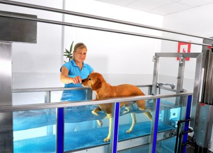 Tierphysiotherapie & Tierthermographie Dr. Häusler