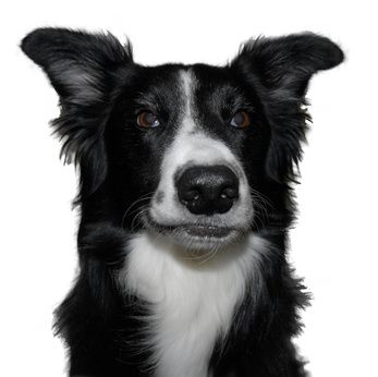 vth. HS Mein Partner Hund/Ormesheim