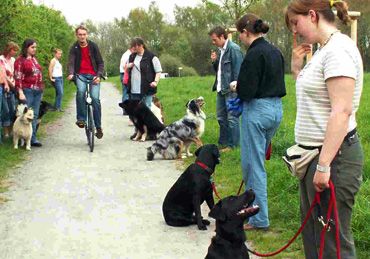 Hundeschule Kersebohm