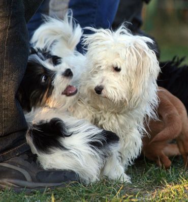 Hundeschule Kersebohm