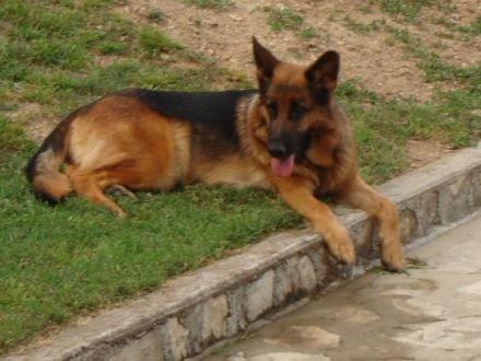 De la Plaine Des Épis D'or