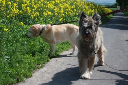 Hundepension Kröger