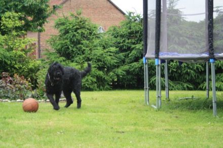 Hundepension Kröger