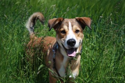 Hundepension Kröger