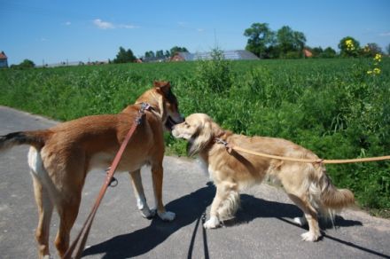 Hundepension Kröger