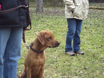 Hundeschule "Rheinauenwölfe"