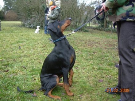 Hundeschule "Rheinauenwölfe"