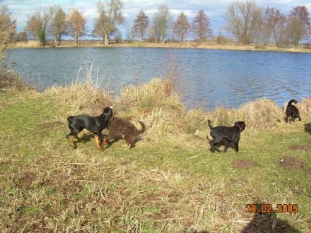 Hundeschule "Rheinauenwölfe"