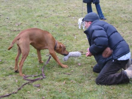 Hundeschule "Rheinauenwölfe"