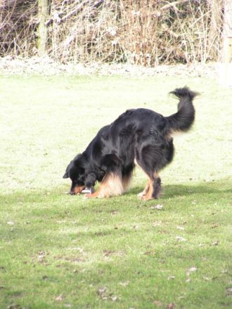 Brameler Pfoten e.V.