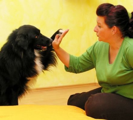 Hundephysiotherapie Pfötchen fit das Original