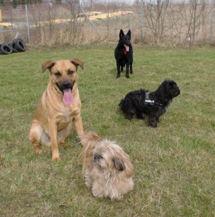 Tierphysiotherapie- und-schulungszentrum