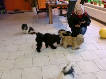 Tierphysiotherapie- und-schulungszentrum