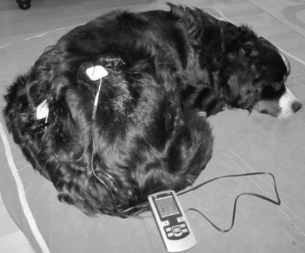 SchrittMacher, Hundephysiotherapie Sandra Müller