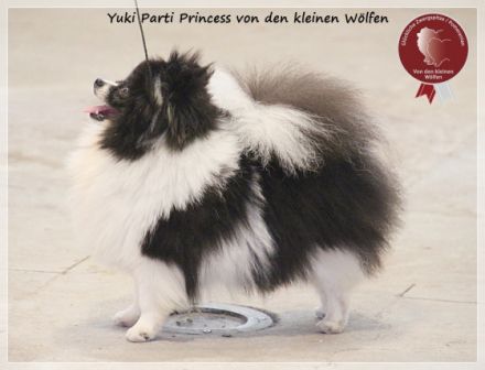 Von den kleinen Wölfen