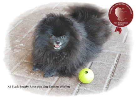 Von den kleinen Wölfen