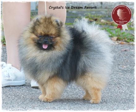 Von den kleinen Wölfen