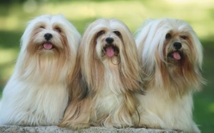 du chemin des trois joyaux