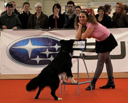 Click 'n' Trick - Spiel Sport und Spaß für Hunde