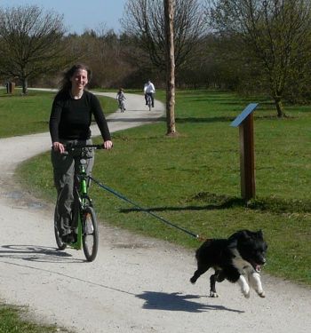 Click 'n' Trick - Spiel Sport und Spaß für Hunde