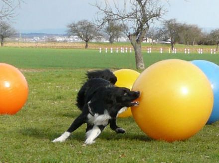 Click 'n' Trick - Spiel Sport und Spaß für Hunde
