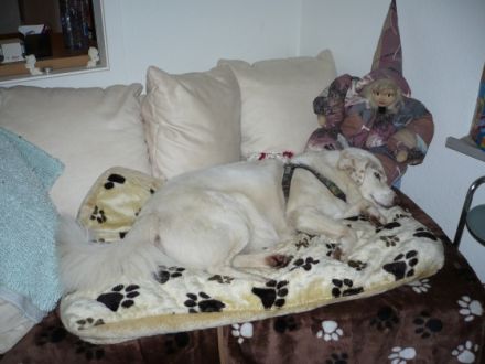 Das Rodenkirchener Hundeparadies Annes Hundeboutiq