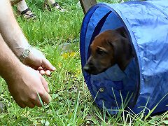 Hundehalterschule An der Burg Lindlar/Engelskirche