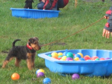 Ihre Hundeschule in Lilienthal OHZ und umzu