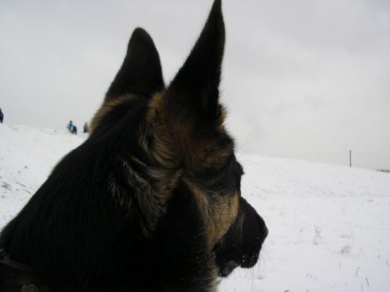 Sir Yuma of Bismarck