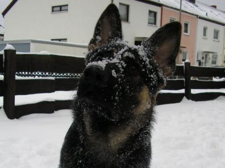 Sir Yuma of Bismarck