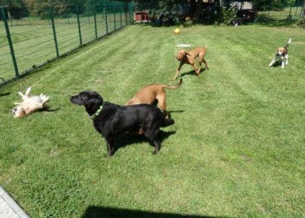 Alles für den Hund - artgerecht & gesund